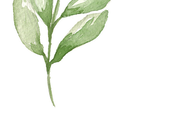 手绘植物绿色叶子PNG素材