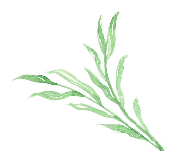 手绘植物绿色叶子PNG素材