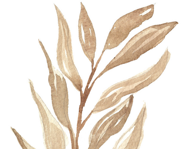 手绘植物叶子PNG素材