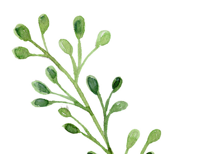 彩色小清新水彩花卉插画枝丫