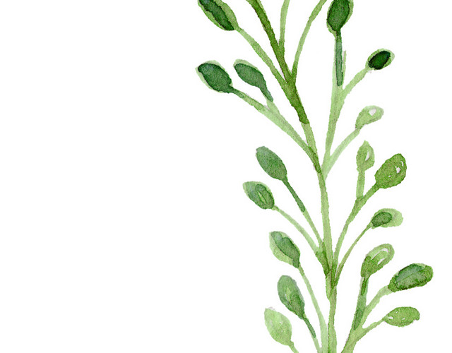 彩色小清新水彩花卉插画枝丫