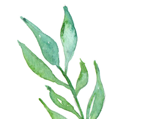 彩色小清新水彩花卉插画柳枝