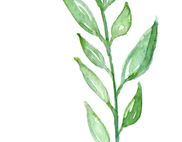 彩色小清新水彩花卉插画柳枝