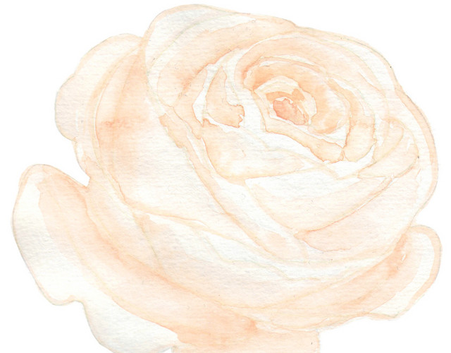 彩色小清新水彩花卉插画玫瑰
