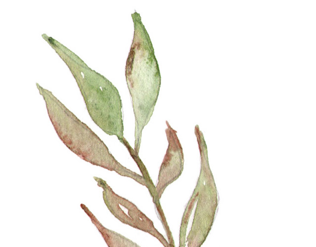 彩色小清新水彩花卉插画