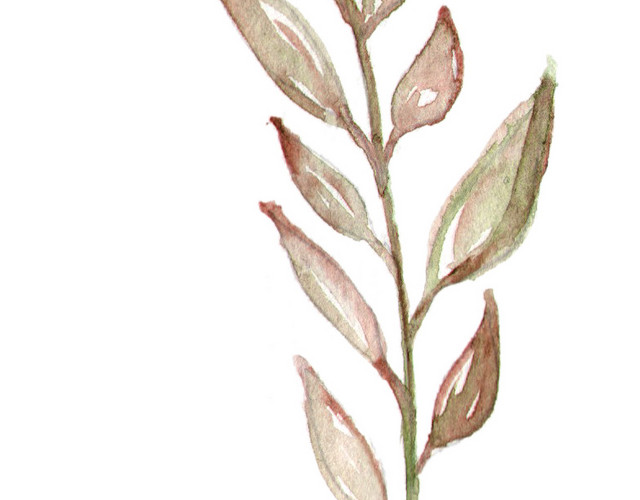 彩色小清新水彩花卉插画