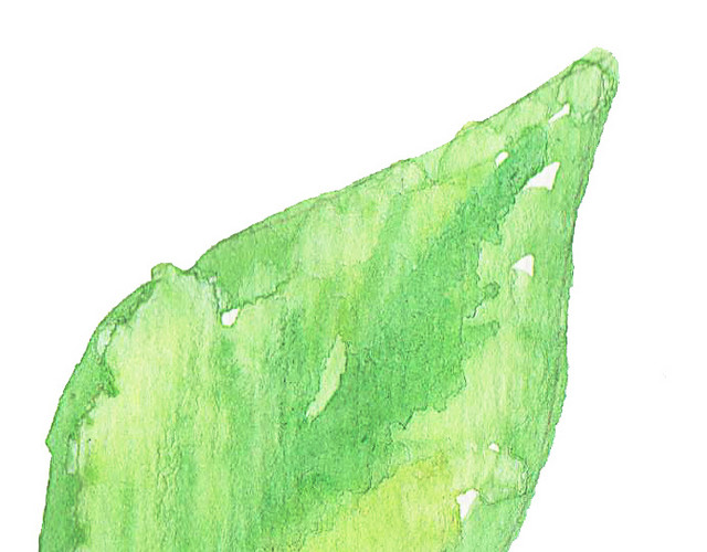 彩色小清新水彩花卉插画