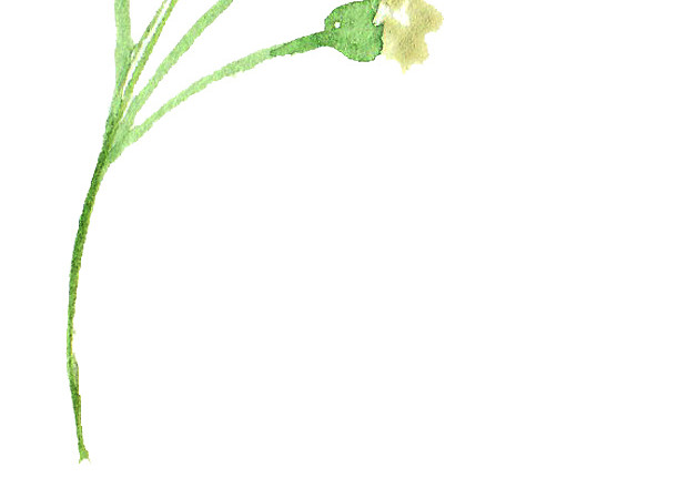 彩色小清新水彩花卉插画