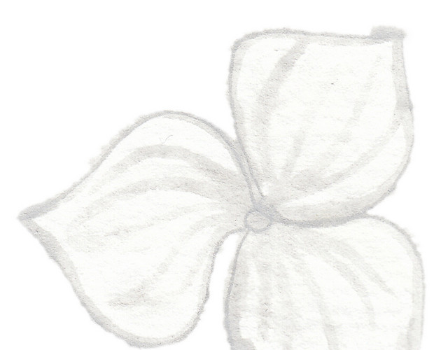 彩色小清新水彩花卉插画