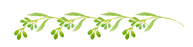 彩色小清新水彩花卉插画枝丫