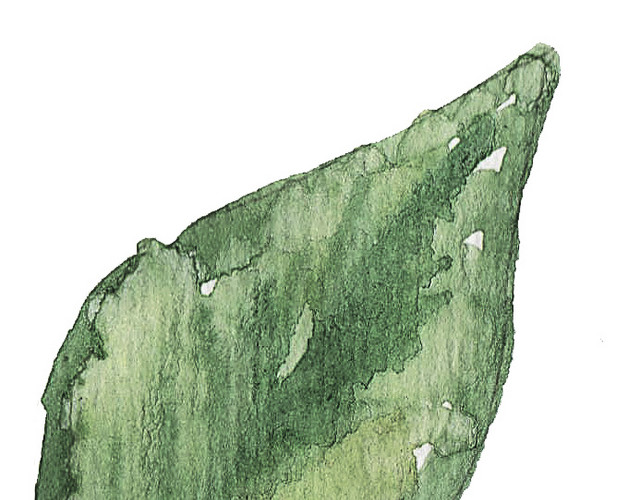 彩色小清新水彩花卉插画枝条树叶