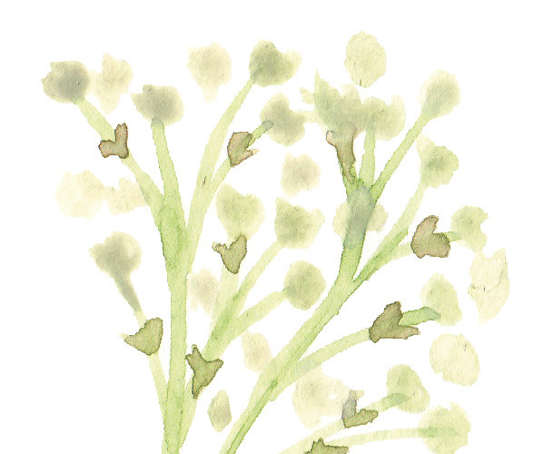 彩色小清新水彩花卉插画枝条