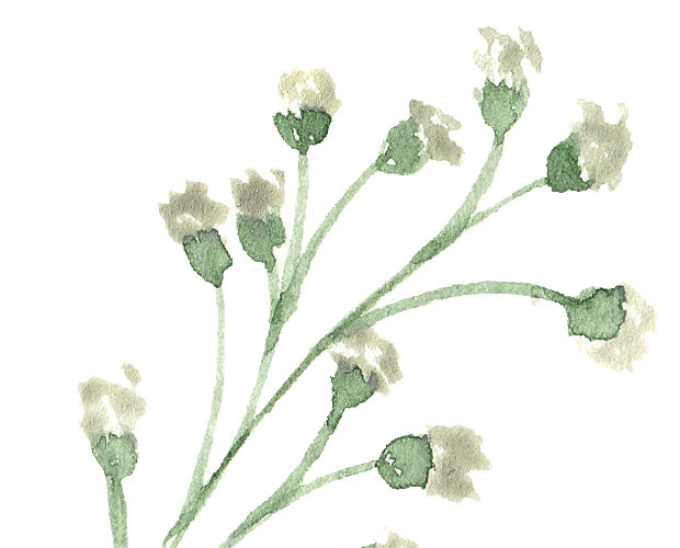 彩色小清新水彩花卉插画