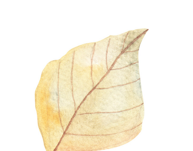手绘叶子素材