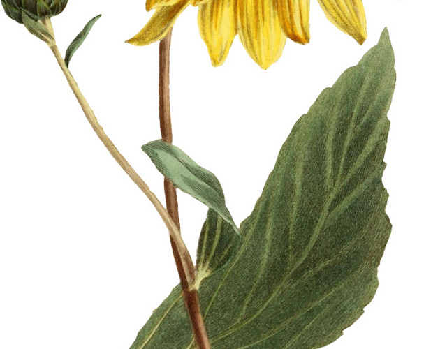 手绘菊花植物素材