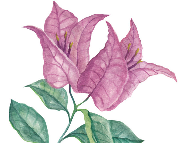 手绘花朵植物素材