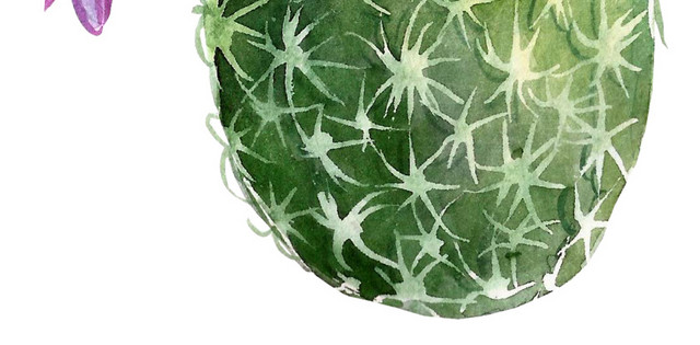 手绘多肉植物素材