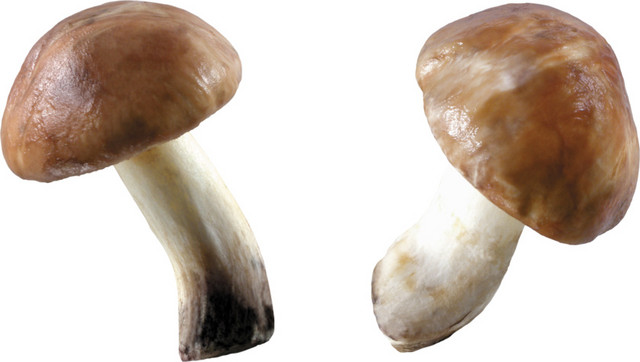 彩色菌类植物矢量素材