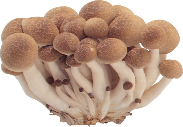 彩色菌类植物矢量素材