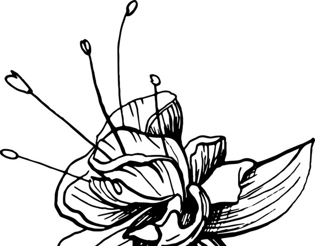 简笔画花朵免抠素材
