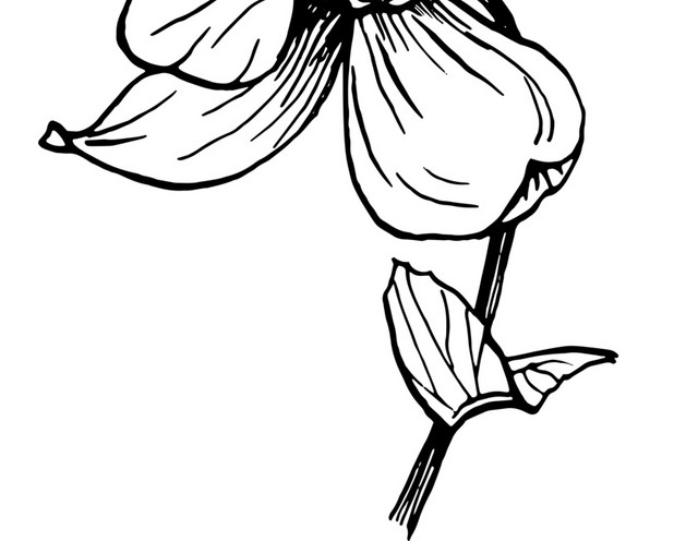 简笔画花朵免抠素材