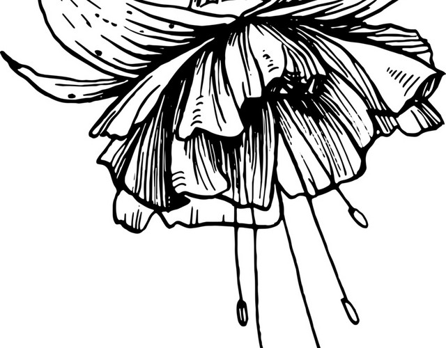 简笔画绽放的花朵免抠素材