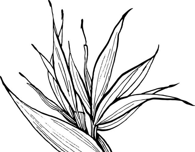 线描花朵免抠素材