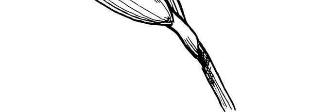 线描花朵免抠素材