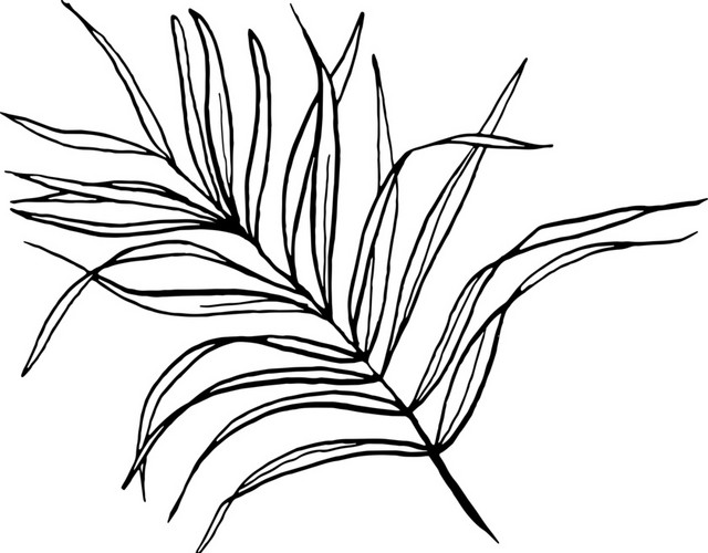 简笔画枝叶免抠素材