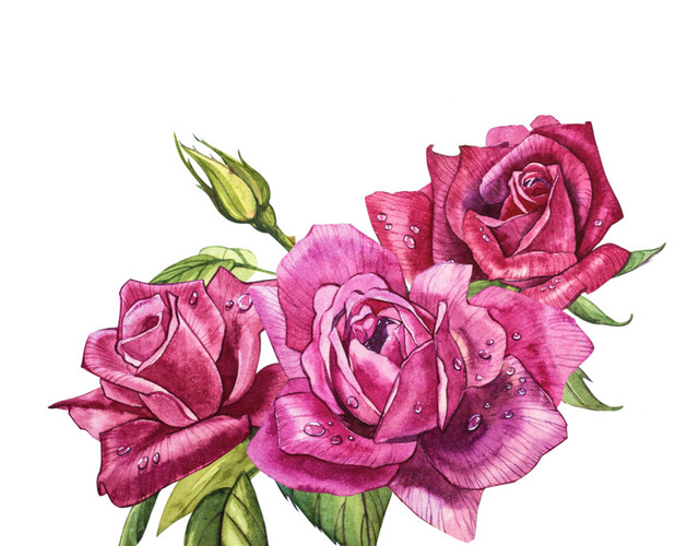 玫瑰花免抠素材