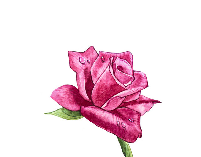 玫瑰花免抠素材