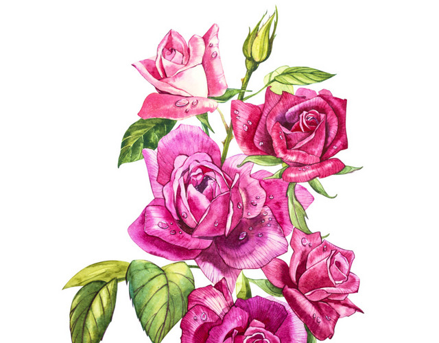 玫瑰花免抠素材