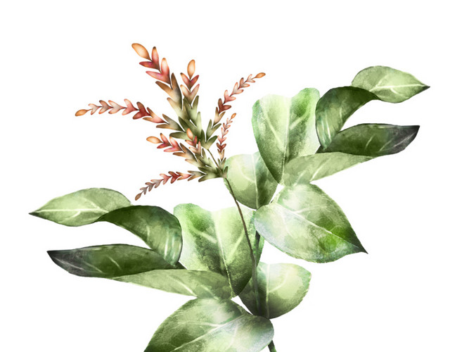 水彩北欧风绿植设计素材
