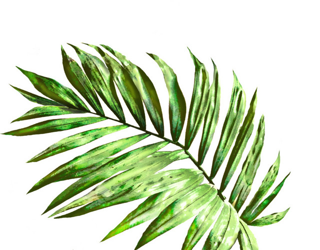清新绿叶植物设计素材