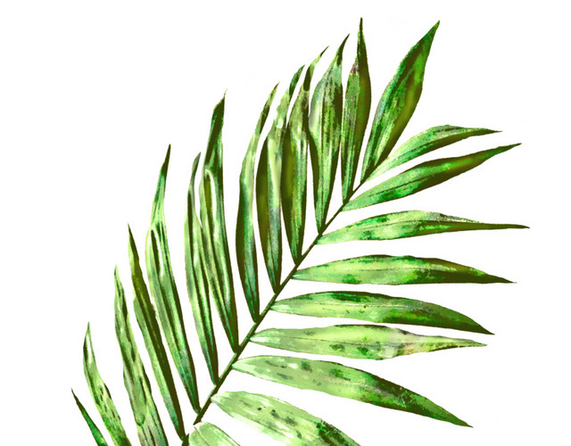 水彩绿色植物叶子设计素材