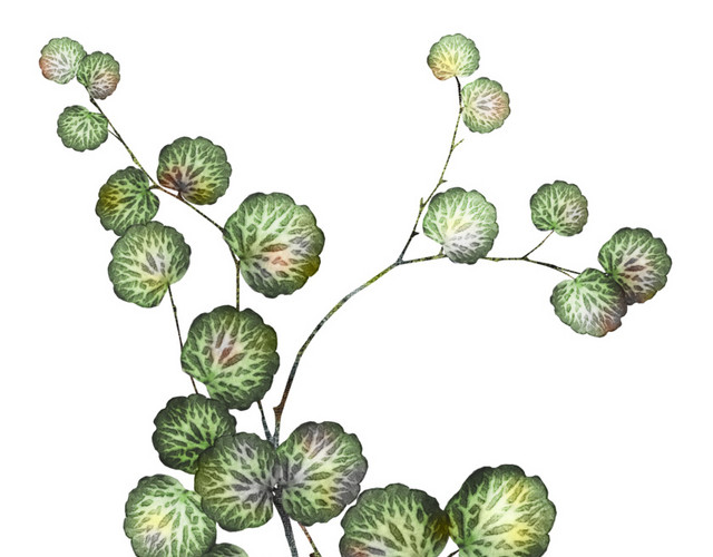 清新水彩绿植设计素材