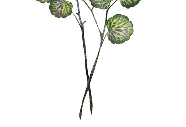 清新水彩绿植设计素材