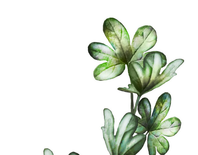 清新水彩植物设计素材
