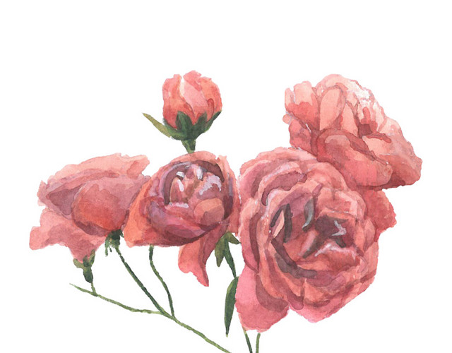 彩绘玫瑰鲜花花枝素材