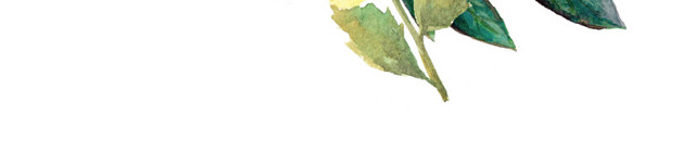 手绘水彩玫瑰鲜花花束素材