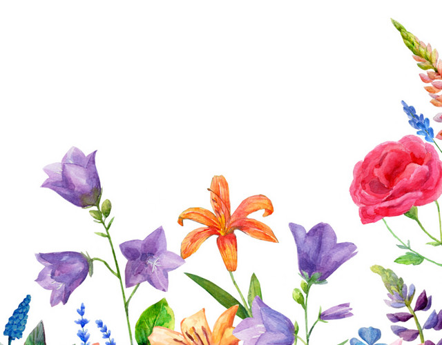 水彩彩绘百合鲜花边框素材