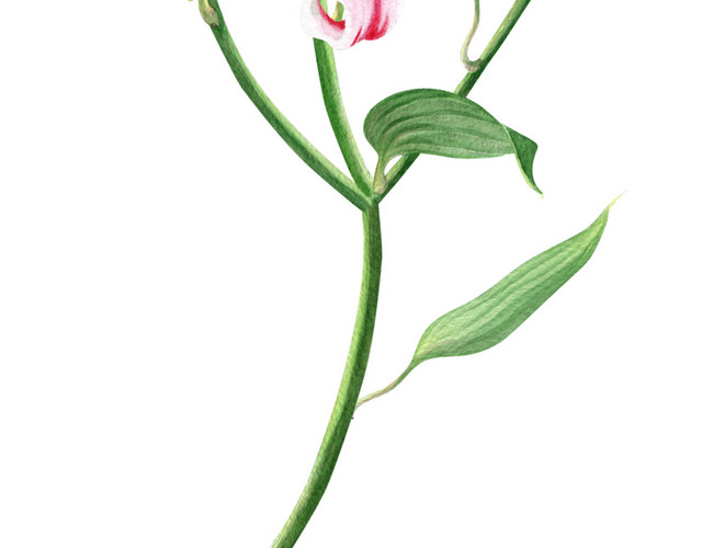 手绘卡通装饰花瓣花草装饰海报设计