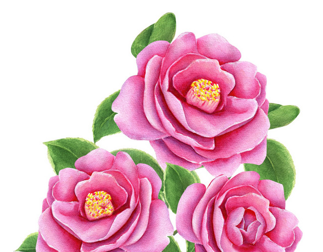 手绘卡通装饰花瓣花草装饰海报设计