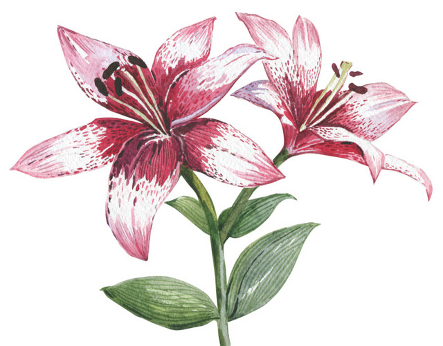 手绘卡通装饰花瓣花草装饰海报设计