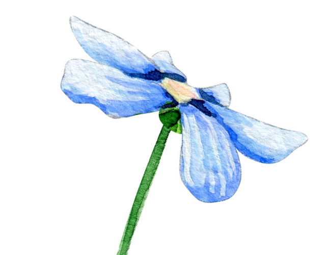 手绘卡通装饰花瓣花草装饰海报设计