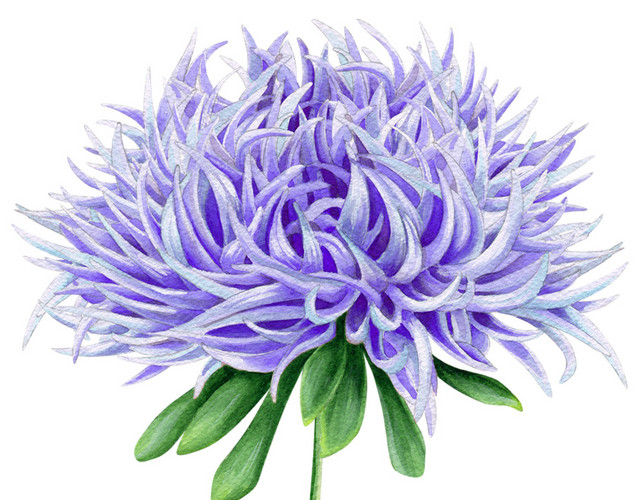 手绘卡通装饰花瓣花草装饰海报设计