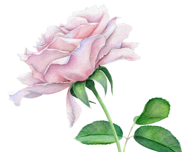 手绘卡通装饰花瓣花草装饰海报设计
