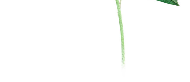 手绘卡通装饰花瓣花草装饰海报设计
