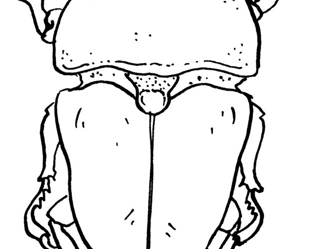 昆虫简笔画素材
