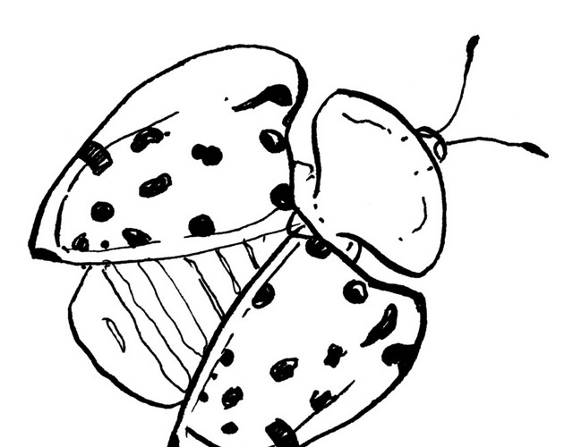 昆虫简笔画素材